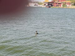 -包头南海湿地景区