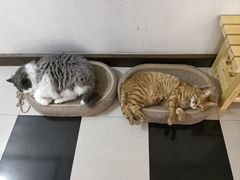 -守诺宠物医院·眼科· 特色牙科·异宠专科(虹口店)