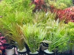 -华声天桥民俗文化园