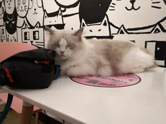 店员-喵匠猫主题咖啡(凯德和平广场店)