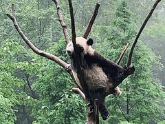 -都江堰中华大熊猫苑