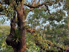 -中国科学院西双版纳热带植物园