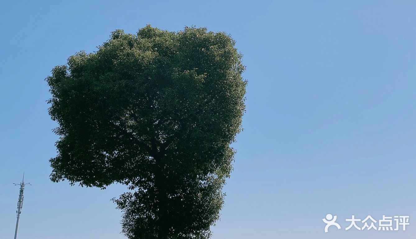 无锡最孤独的树🌲