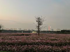 -海珠湖公园