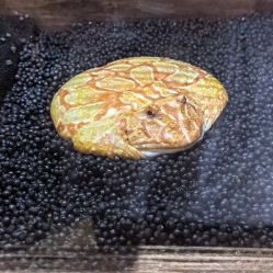 点击看大图 -Zoolung Zoolung动物主题公园(海信广场店)