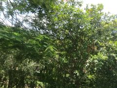 -晓港公园