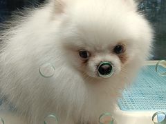 -FAELING PETS美天灵宠物(富力广场店)