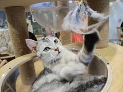 -楼上猫咖(罗湖店)