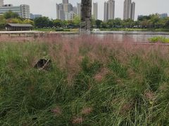 -映月湖公园