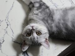 -关爱宠物医院·猫科中心·消化科(滨湖万达分院)