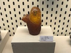 -青藏高原自然博物馆