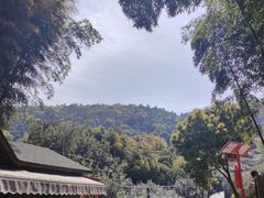 -树山生态村