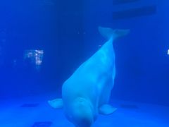 -海合安成都极地海洋公园