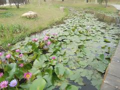 -东莞植物园