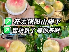 -老袁家蜜桃农场·阳山水蜜桃