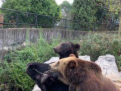-云南野生动物园
