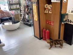 -瑞派雷欧宠物医院·中兽医·眼科·急重症转诊中心(黄台店)