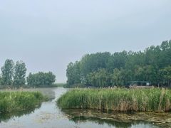 -微山湖红荷湿地景区