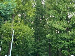 -黄海国家森林公园