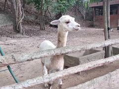 -清迈夜间动物园