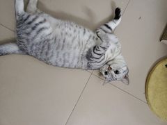 -瑞鹏宠物医院·夜间急症·心超·猫科(祖庙分店)