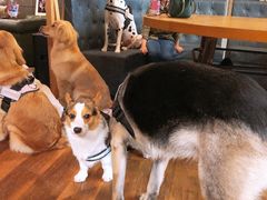 -萌喵咖啡屋(人民东路4号口M16商铺店)
