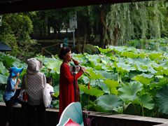 -陈家山荷花公园