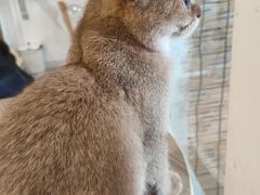-楼上猫咖(罗湖店)