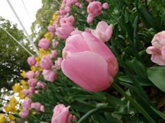 android_upload_pic-上海鲜花港