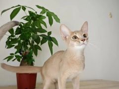 -猫十亿·布偶金渐层·曼基康矮脚猫舍(青年路店)