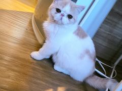 -滚猫咖啡·猫咖·猫友好撸猫(未来城店)