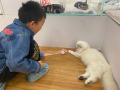 -COLOR PETS 撸猫馆·购猫·猫咖(长风大悦城店)