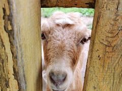 -哈尔滨北方森林动物园