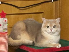 -东方名猫馆·英短金渐层布偶猫舍(环线广场1号楼店)