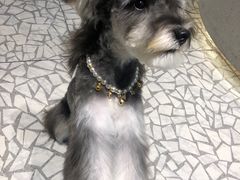 -momokira米努特·德文卷毛猫·棉花面纱犬