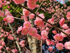 -望江楼公园