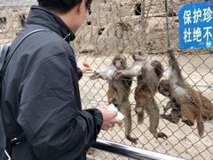 -王顺山国家森林公园