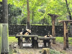 -都江堰中华大熊猫苑