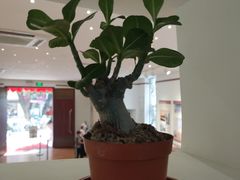 -陈树人纪念馆