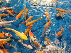 -南京汤山紫清湖生态旅游温泉度假区