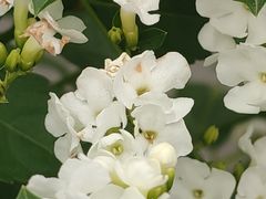 -烟桥古村