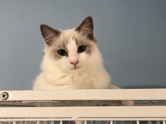 -喵的天空名猫咖啡馆·撸猫·猫舍·用品