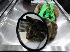 -伟伟宠物医院·CT影像中心·瑞派犬猫综合性门诊(汉口总院)