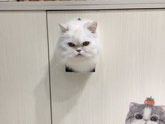 -猫亿天猫咖