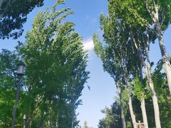 -大兴滨河森林公园