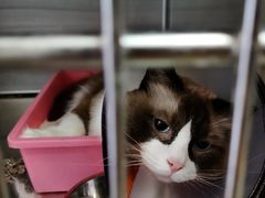 -艾贝尔宠物诊疗