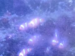 -青石桥花鸟鱼虫市场(叠翠城店)