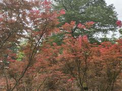 -广州市帽峰山景区