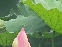-莲池书院博物馆