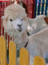 -萌宠亲子动物乐园(槐房万达店)